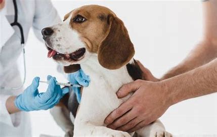 Virus vaccination for dogs