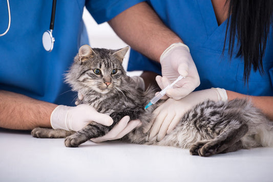 Virus vaccination for cats