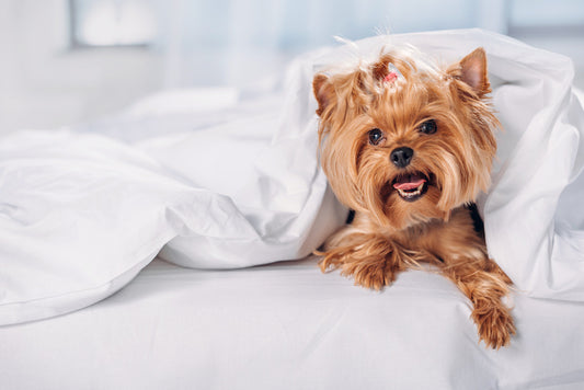 Hotel Services for Travel Purposes - Dogs