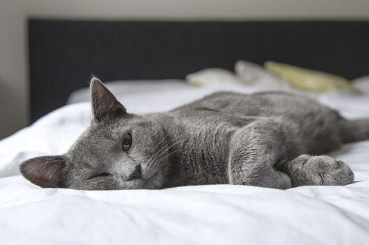 Hotel Services for Travel Purposes - Cats