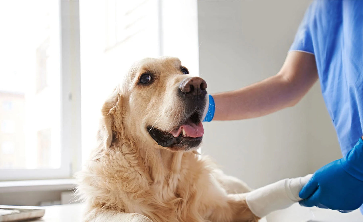 Medical Hotel Service for Dogs